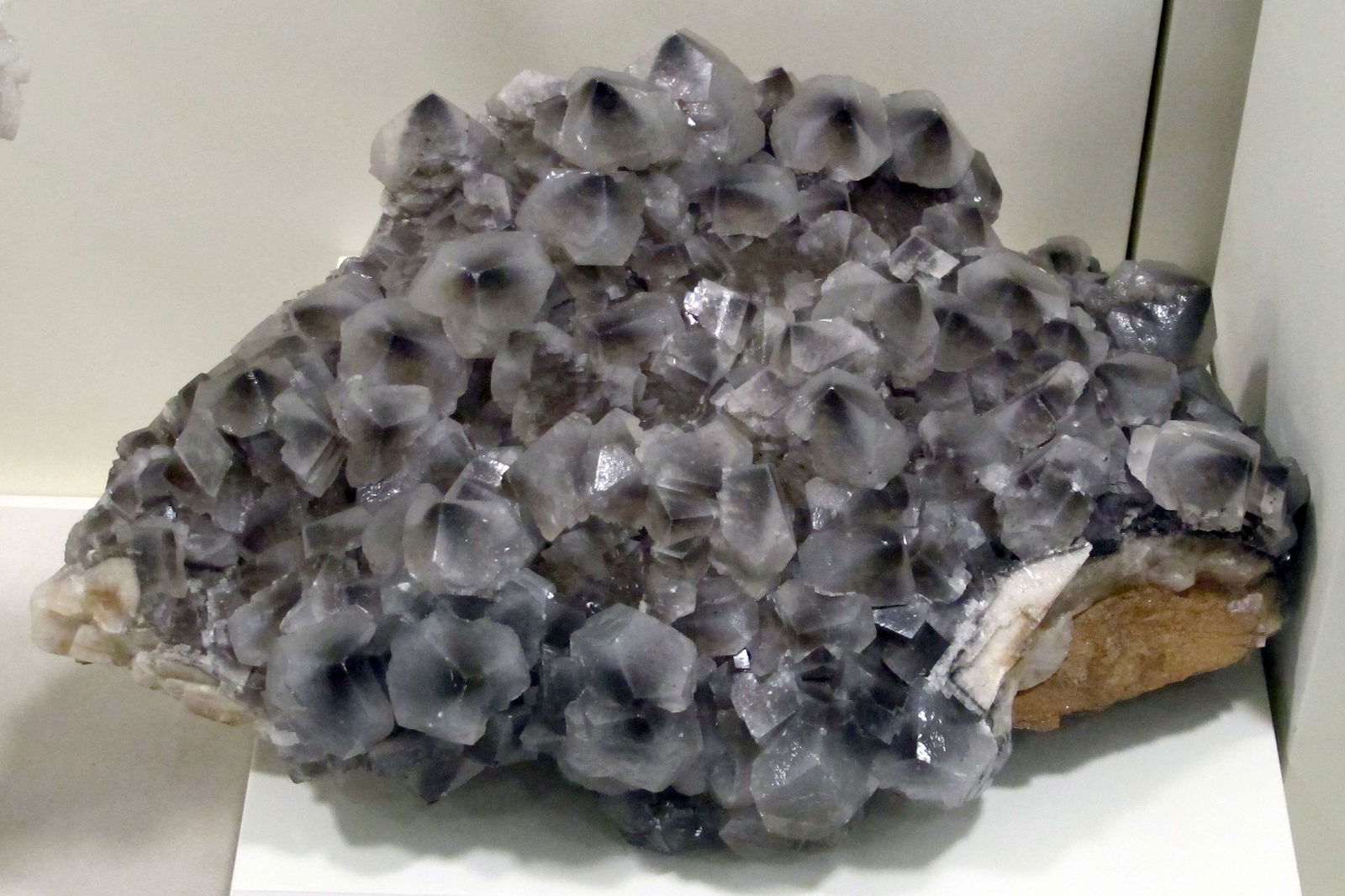 Museo di Storia Naturale di Firenze - Geologia e Paleontologia