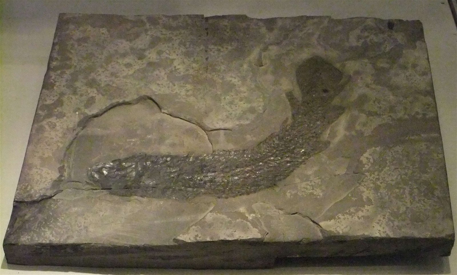 Wrexham County Borough Museum and Archives