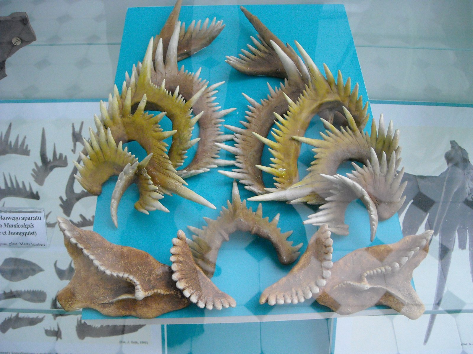 Geological Museum of the Polish Geological Institute