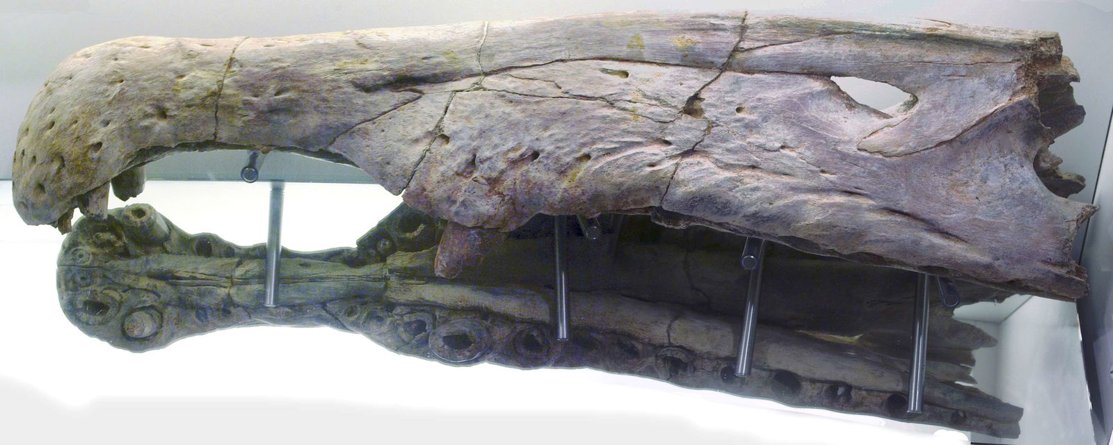 Civico Museo di Storia Naturale