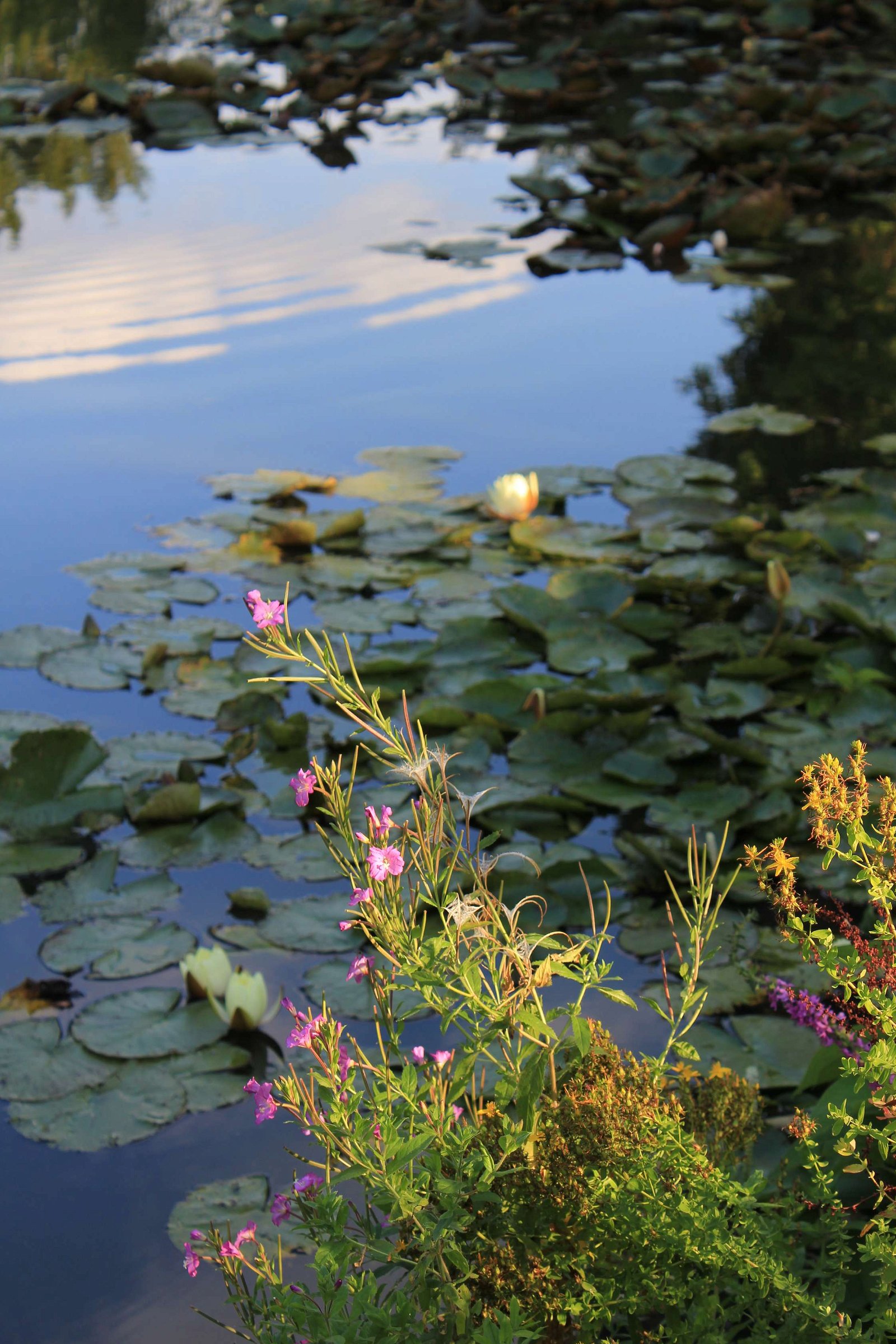 Myddelton House Gardens