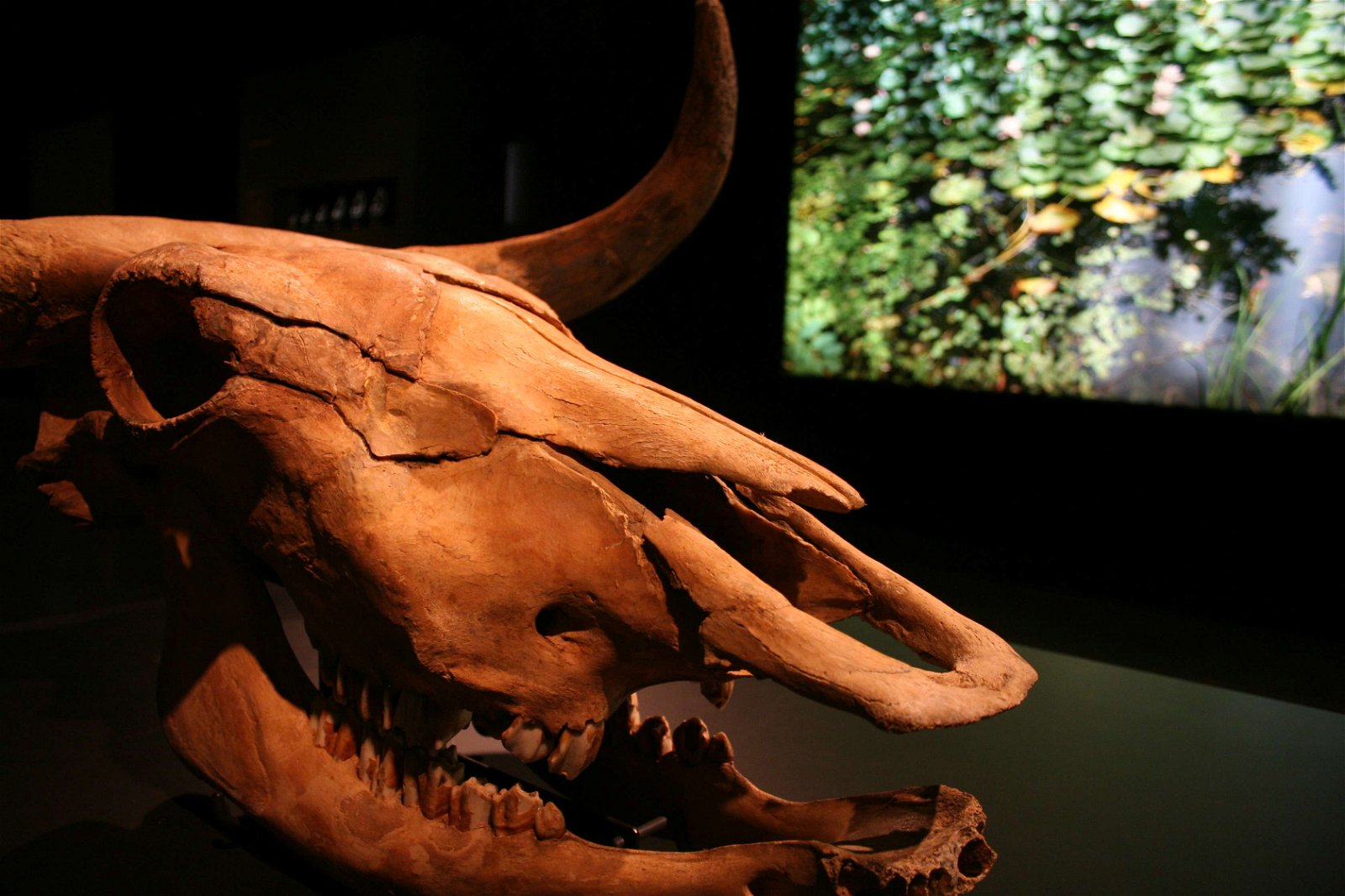 Natural History Museum Berlin