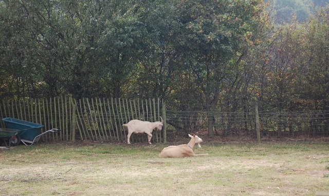 Kent Life Heritage Farm Park