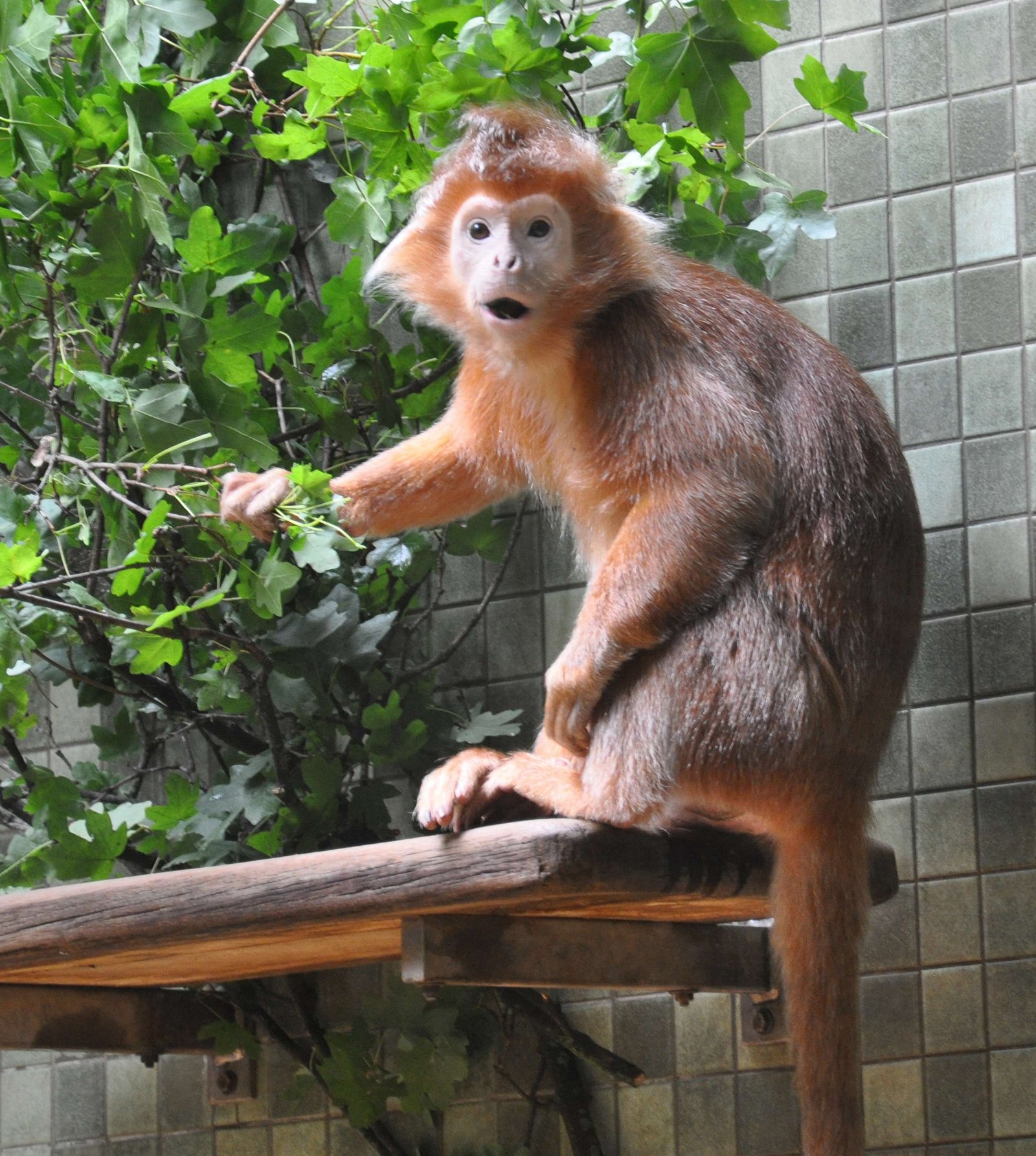 Berlin Zoological Garden