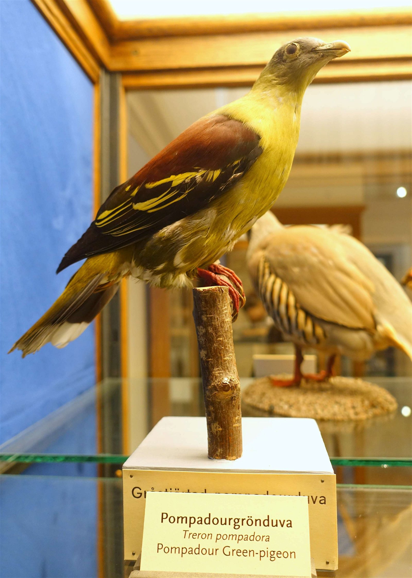 Swedish Museum of Natural History