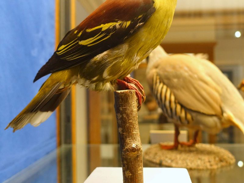 Swedish Museum of Natural History