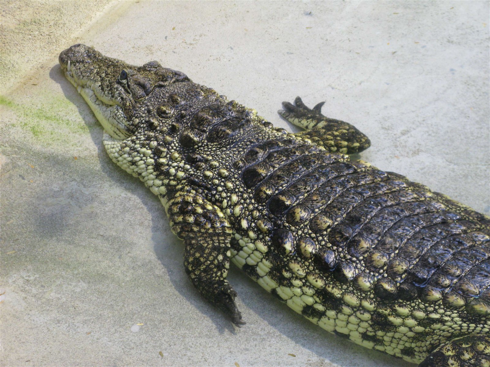 Ménagerie du Jardin des Plantes