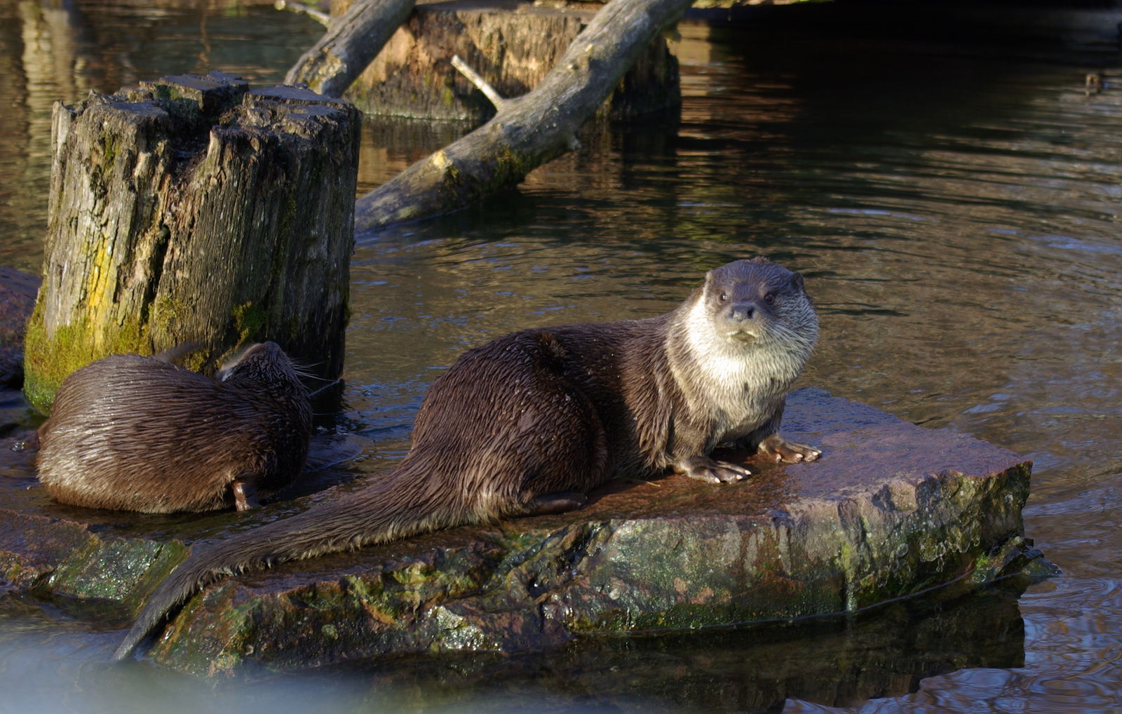 Tiergarten Nürnberg