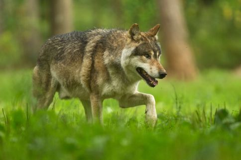 Wildlife Reserve - Domaine of the Caves of Han