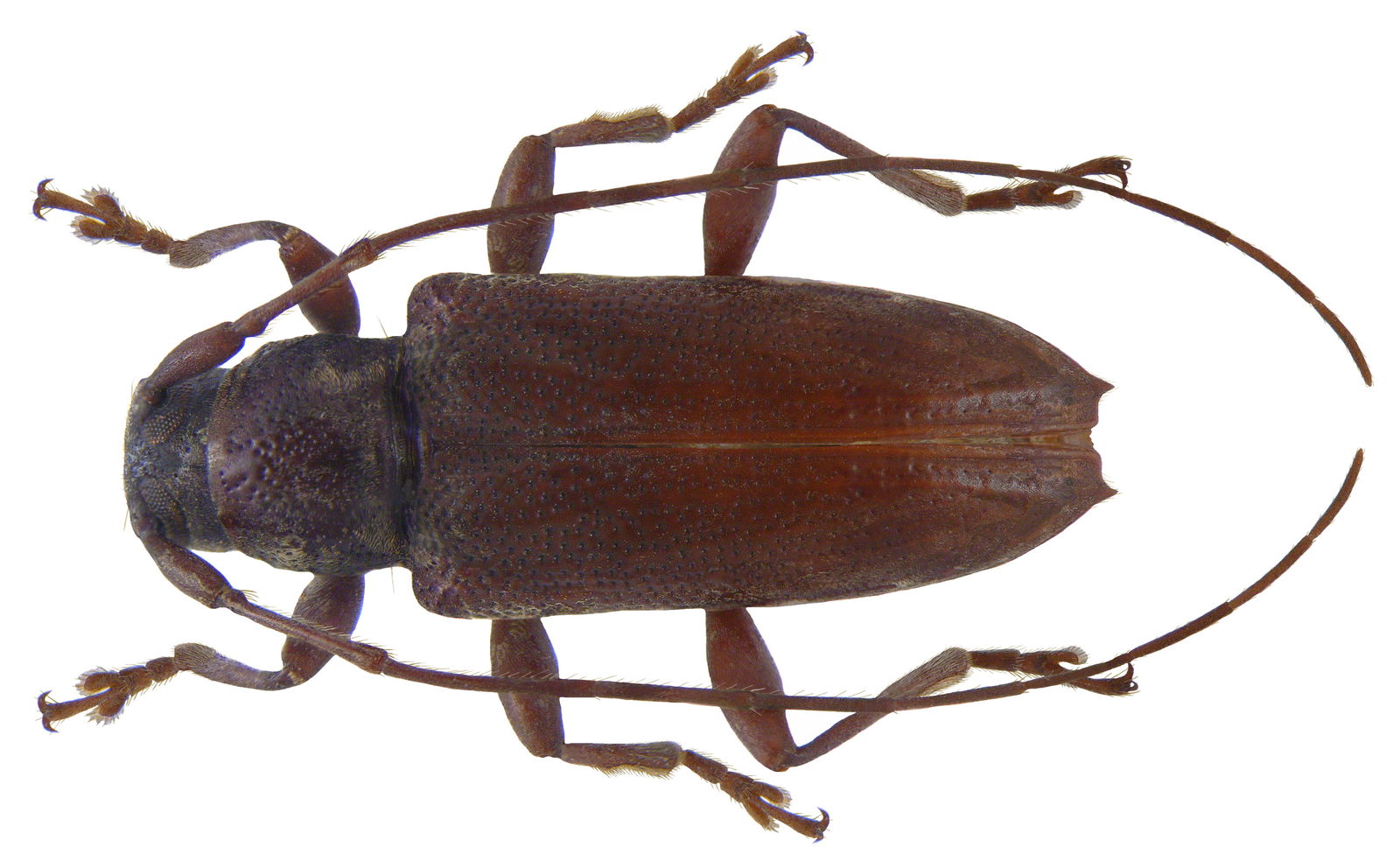 Natural History Museum