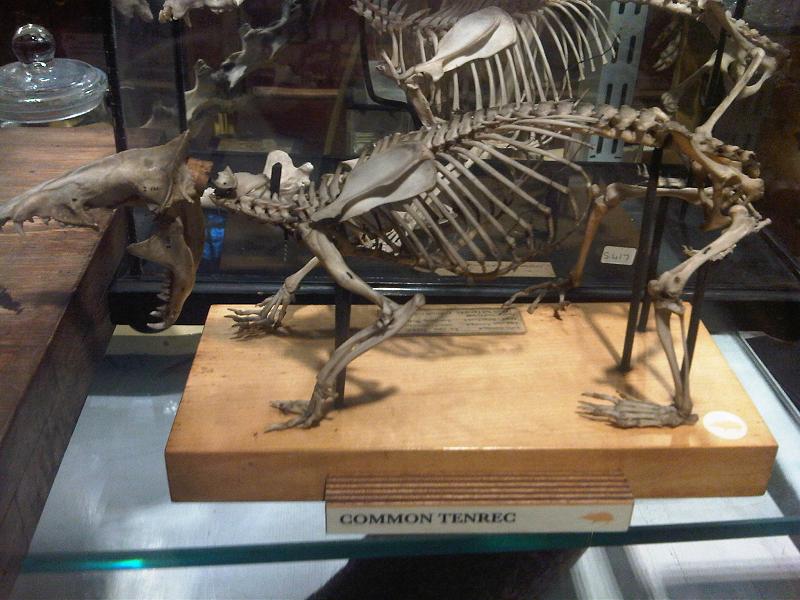 Grant Museum of Zoology