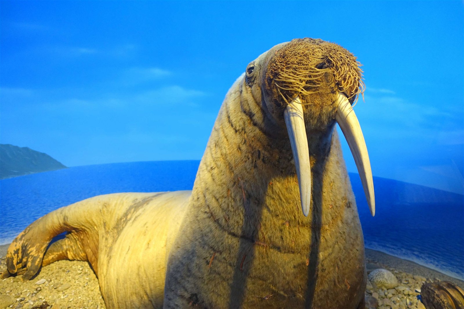 Swedish Museum of Natural History