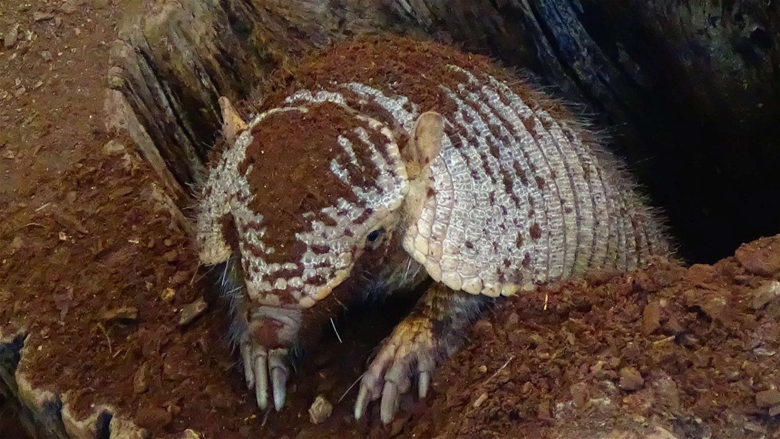 Ménagerie du Jardin des Plantes
