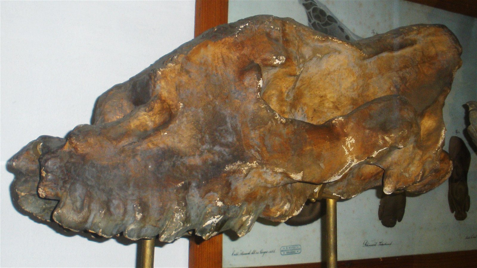 Museo Geologico Giovanni Capellini