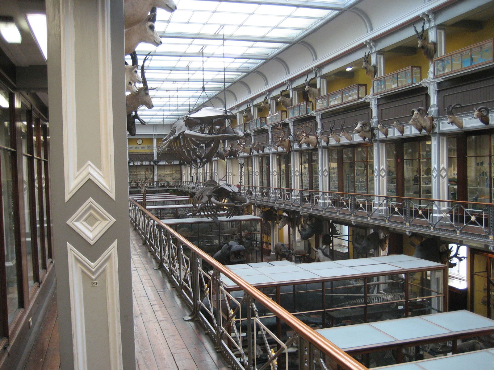 National Museum of Ireland, Merrion Street