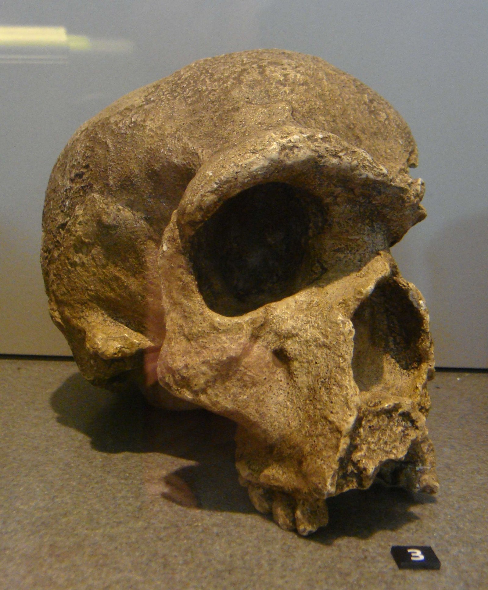 Kelvingrove Art Gallery and Museum