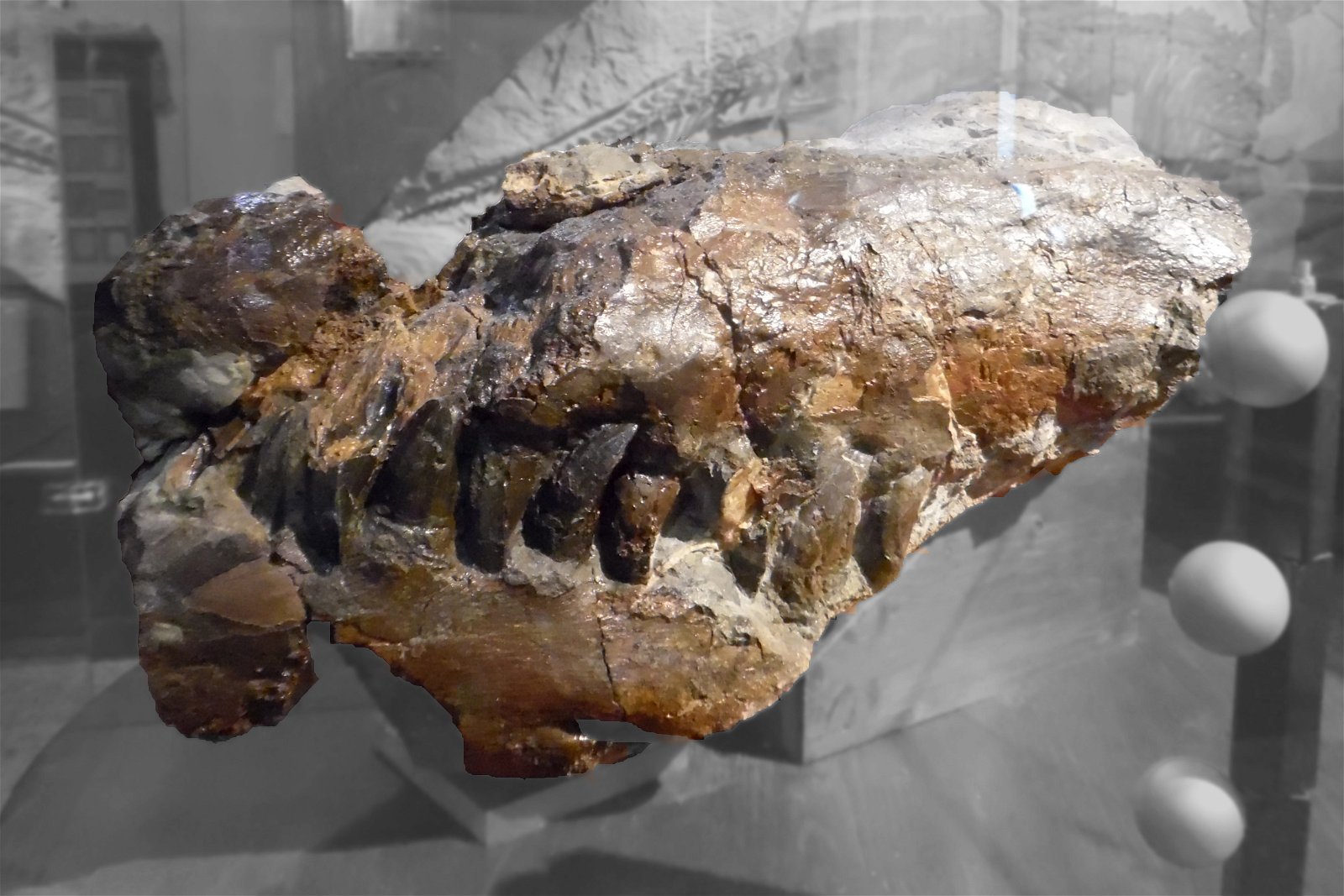 Museo Geologico Giovanni Capellini