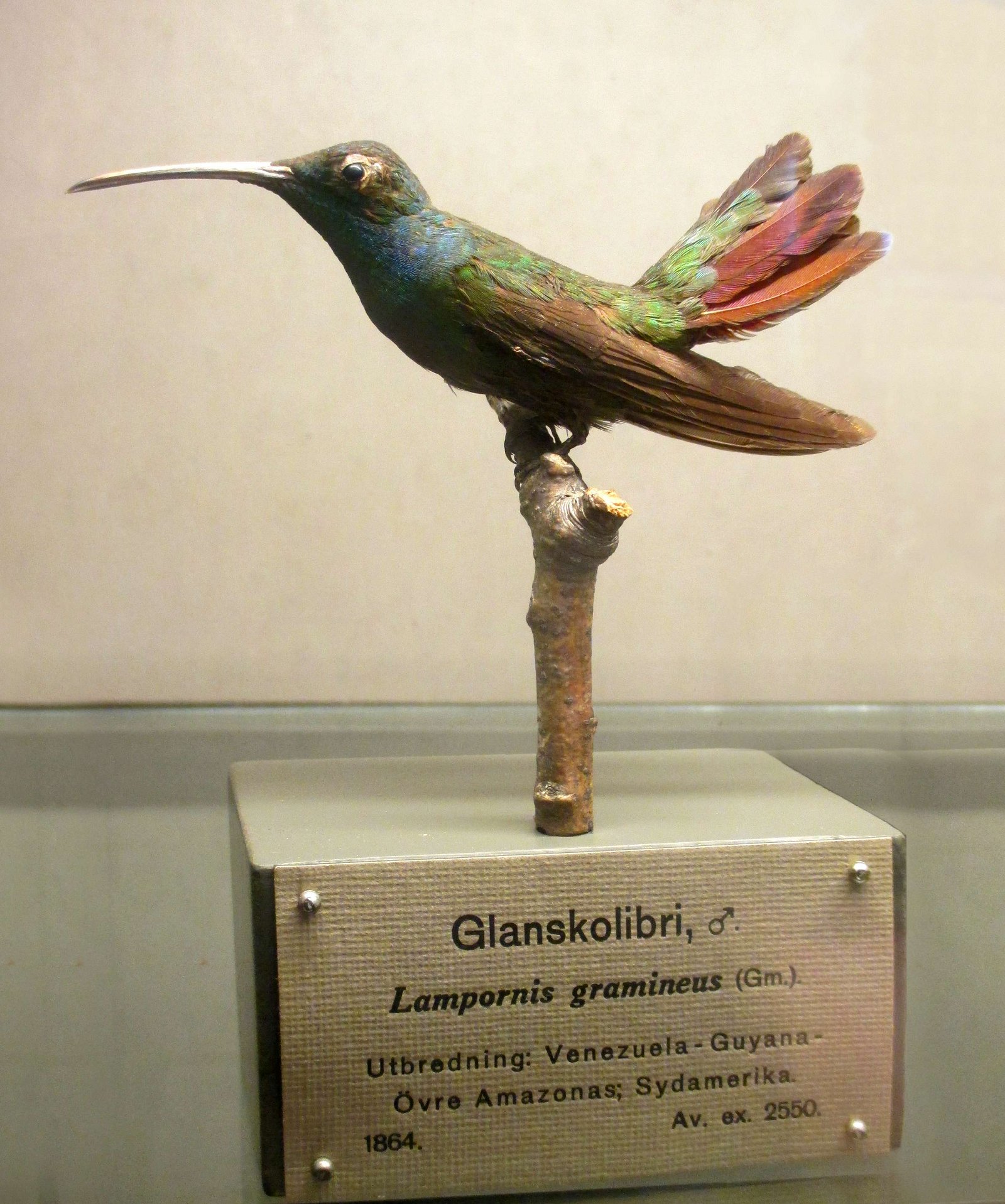 Göteborg Natural History Museum