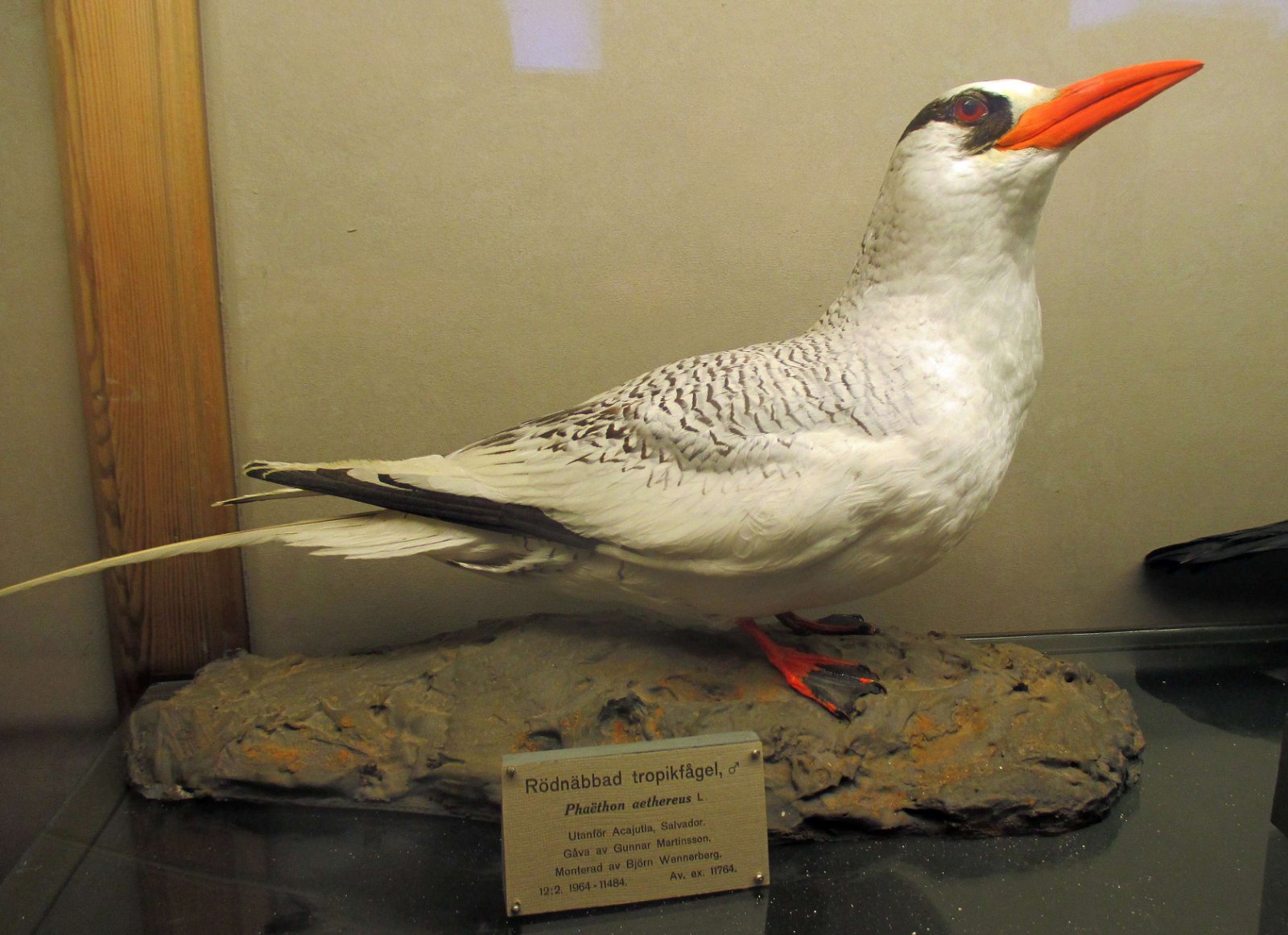 Göteborg Natural History Museum