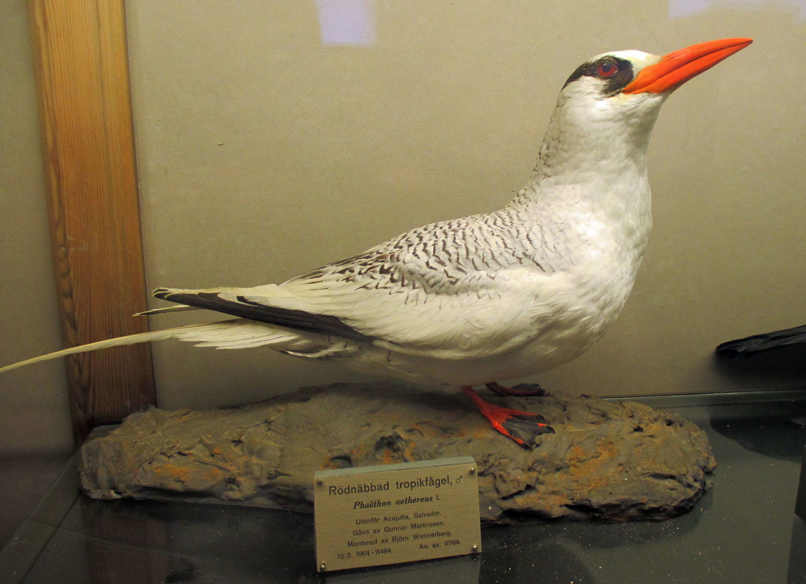 Göteborg Natural History Museum