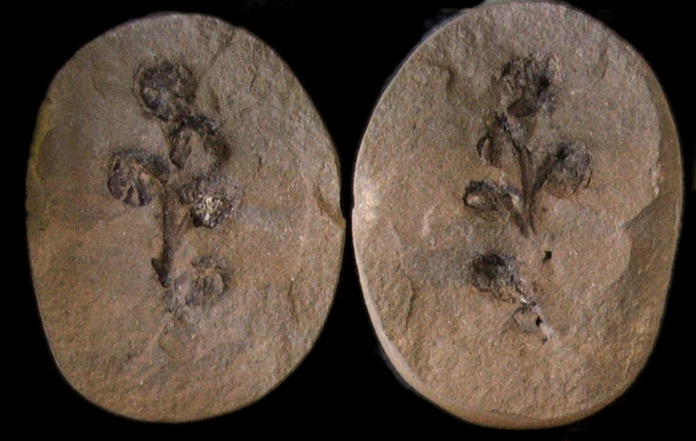 Museo Sedgwick de Ciencias de la Tierra