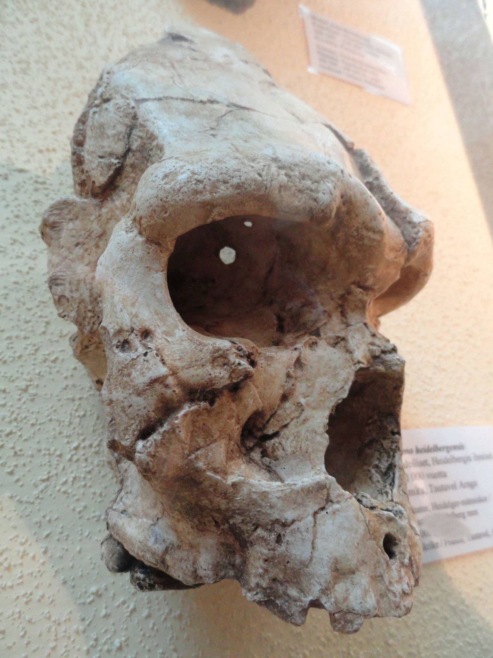 Helsinki University Museum