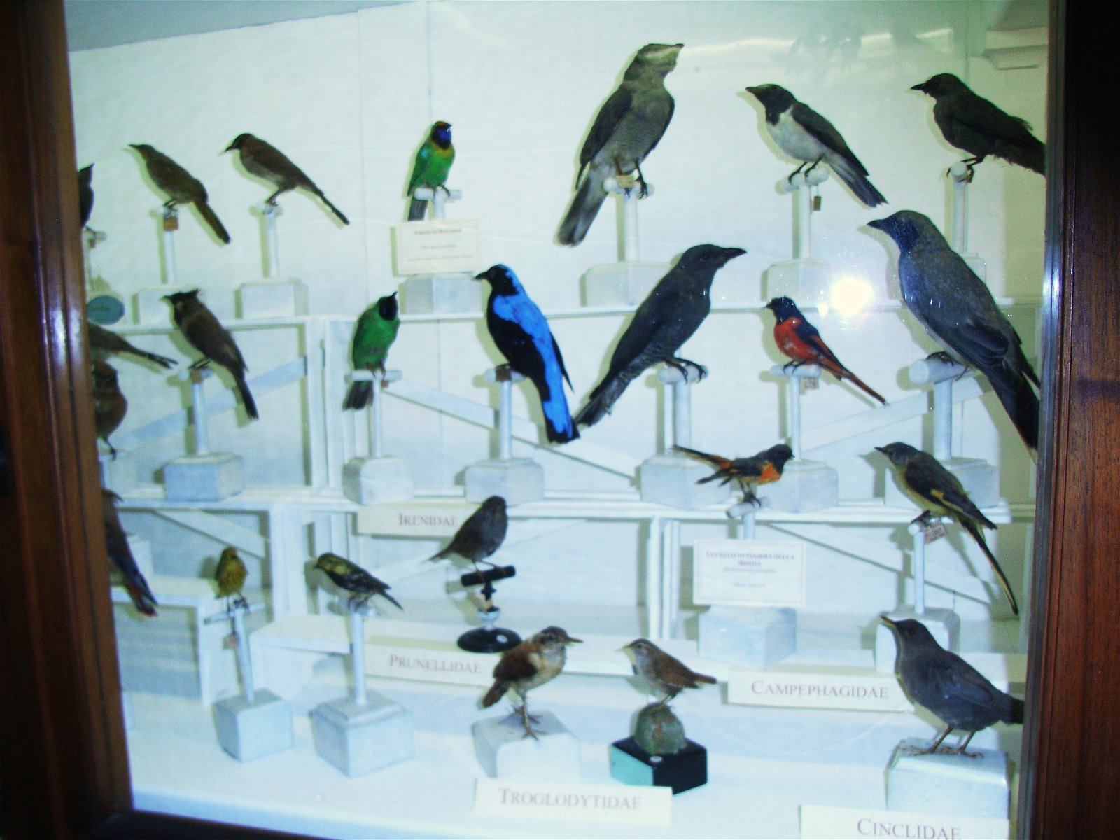 La Specola - Museum of Zoology and Natural History