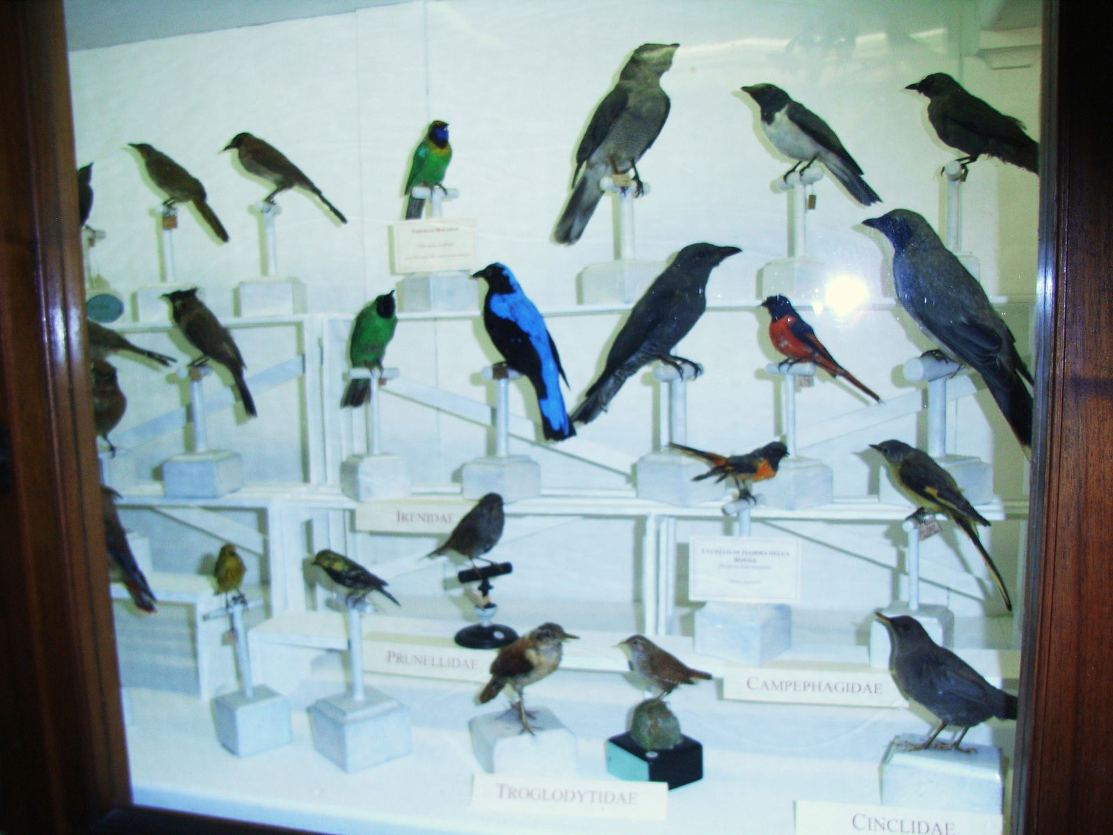 Museo Zoologico La Specola