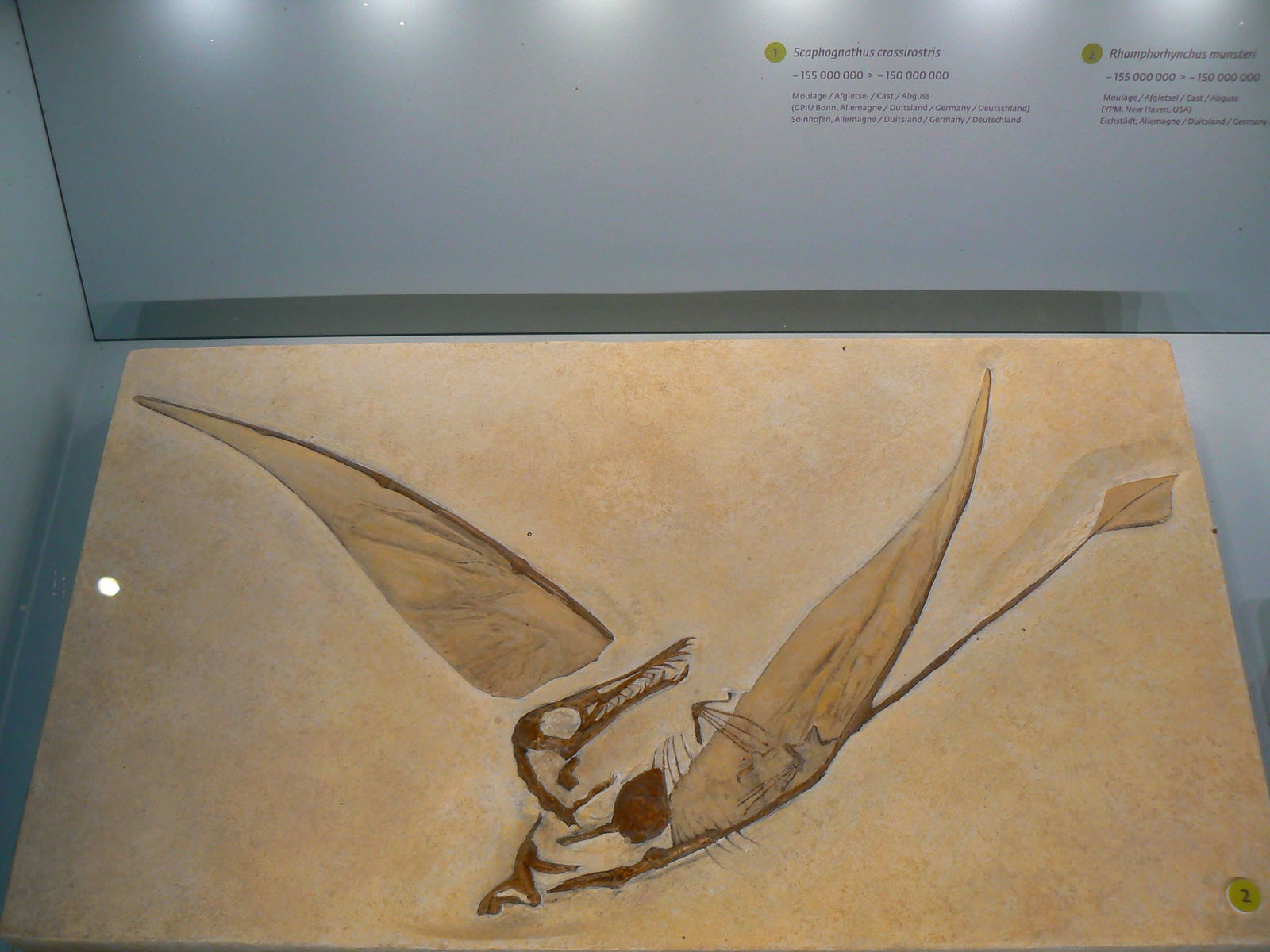 Natural Science Museum of Belgium