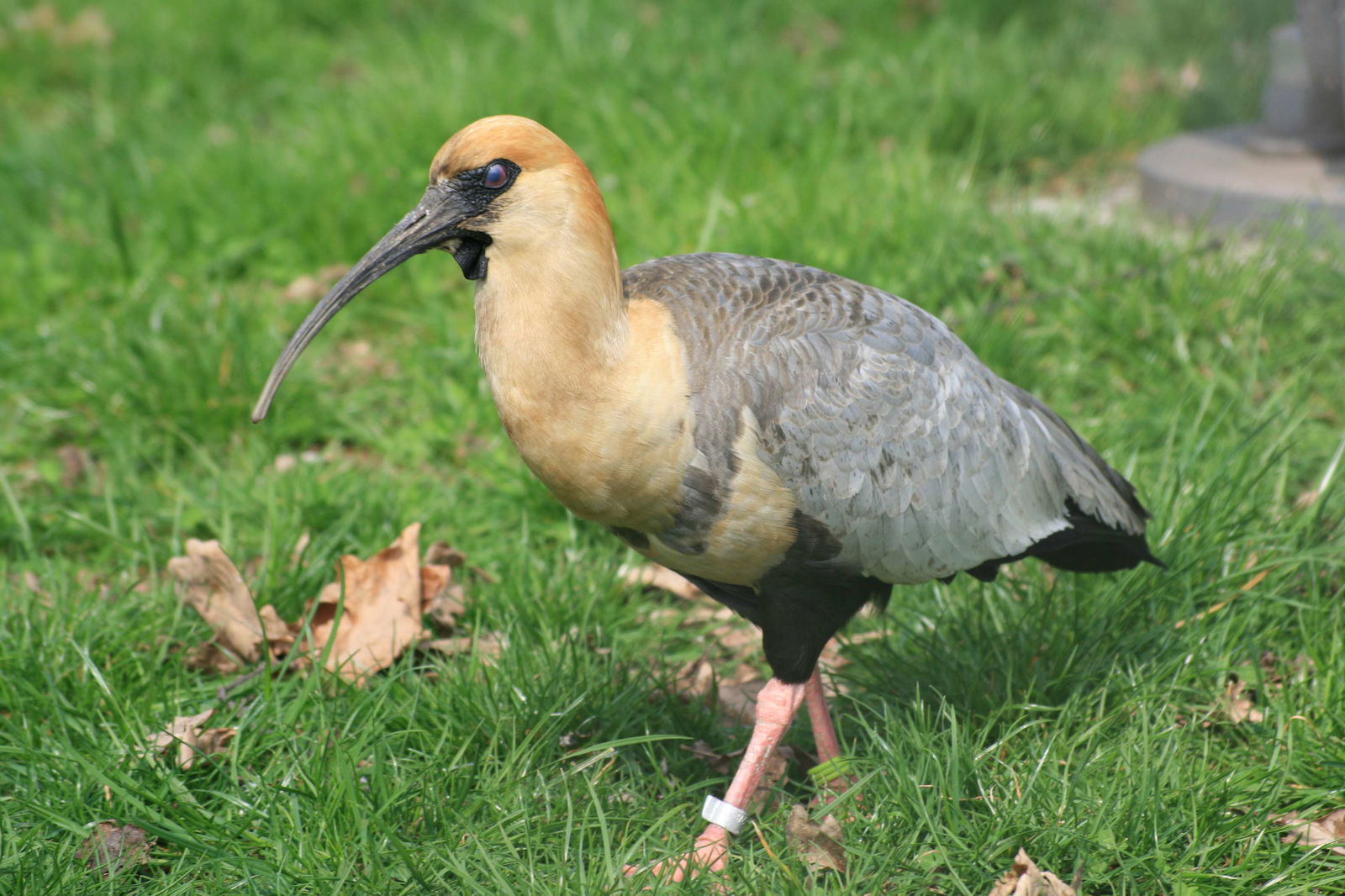 Berlin Zoological Garden