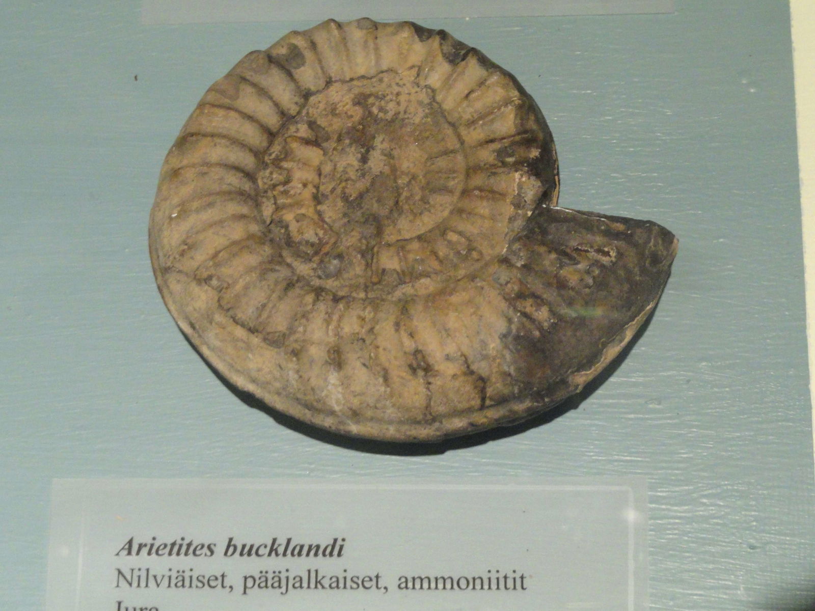 Helsinki University Museum