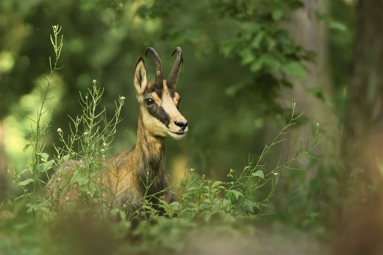 Wildpark - Domein van de Grotten van Han