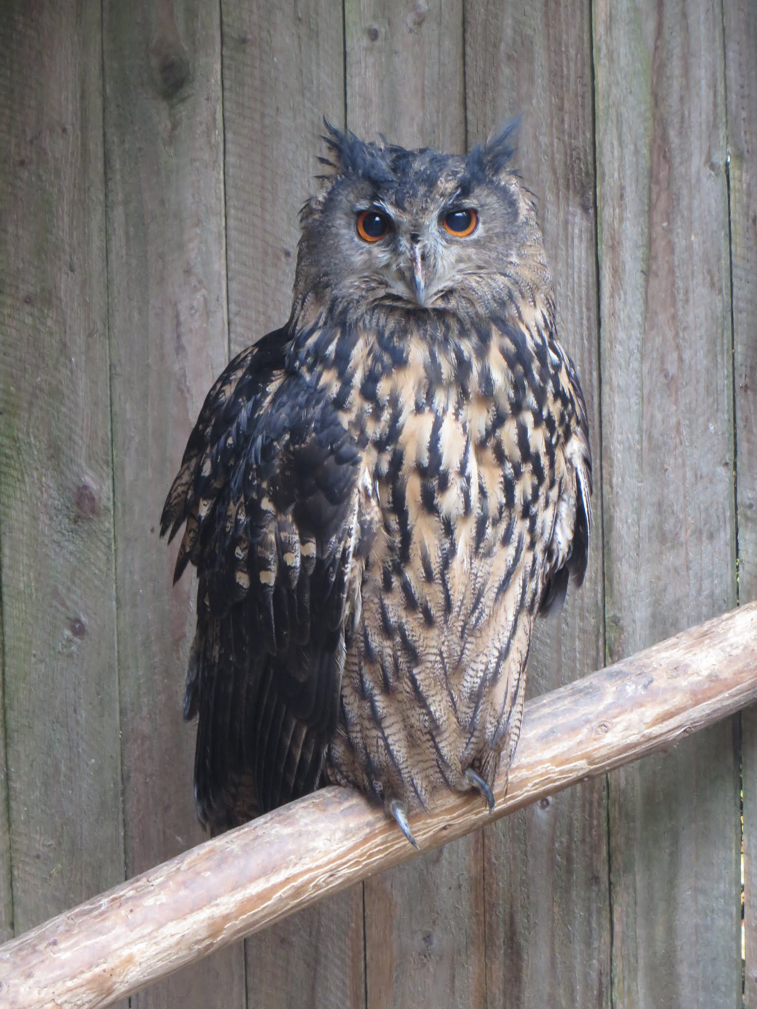 Parc animalier de Bouillon