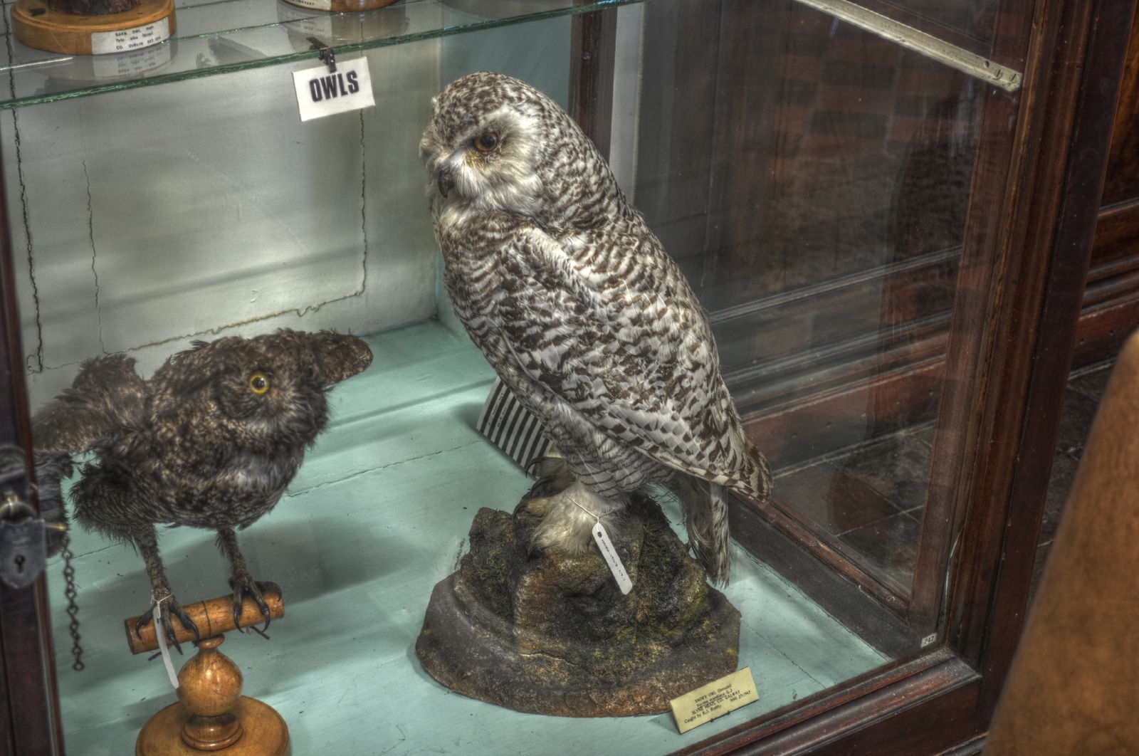 National Museum of Ireland, Merrion Street