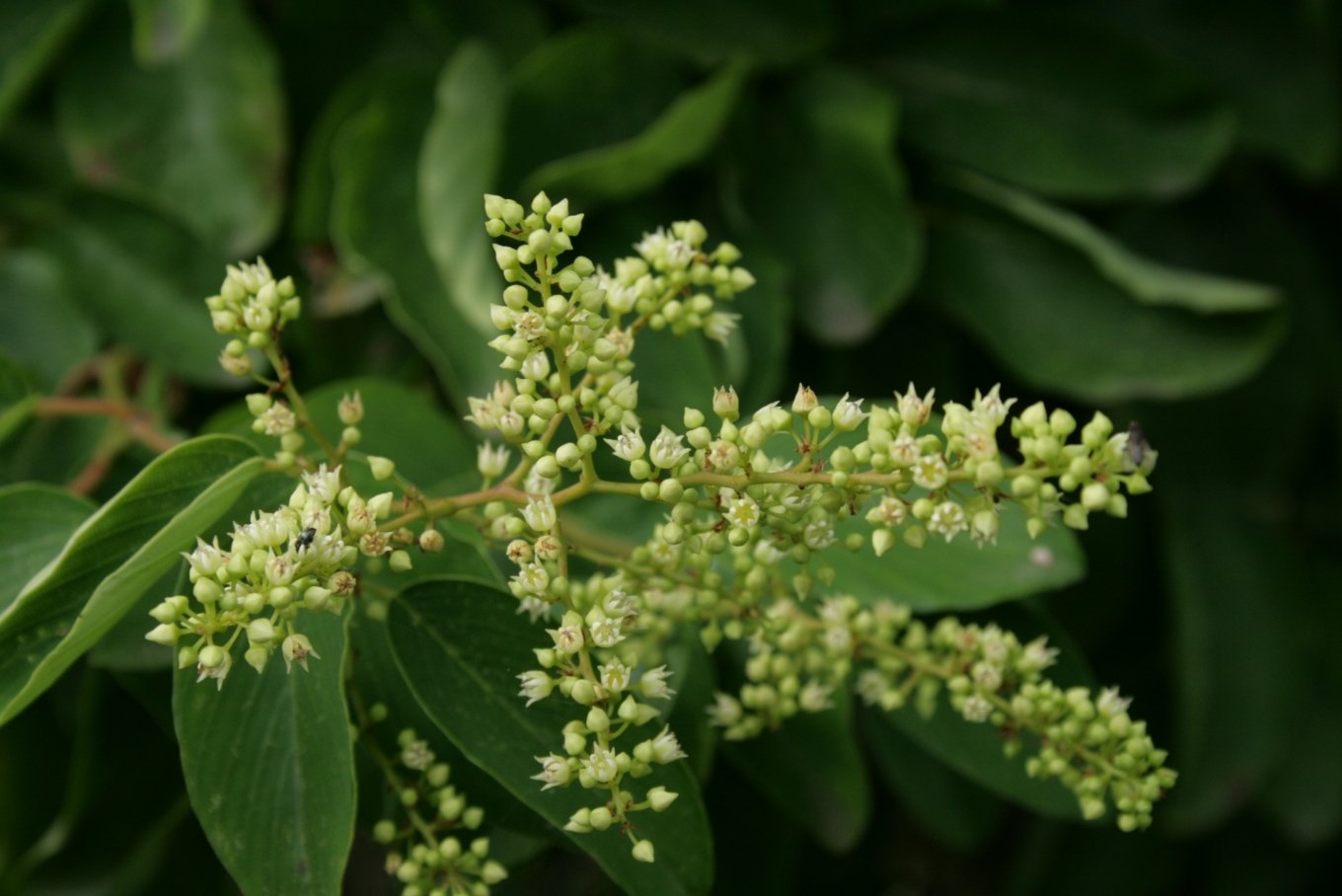 Aarhus Botanical Gardens