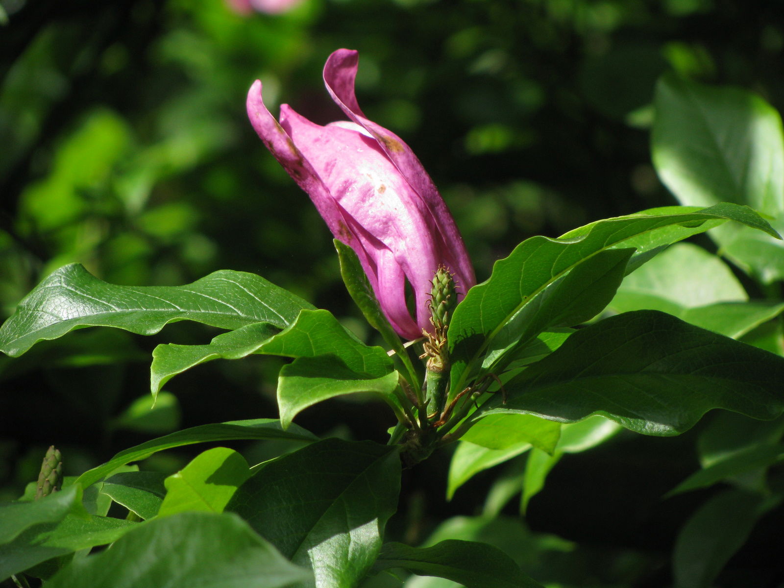 Arboretum de Kalmthout