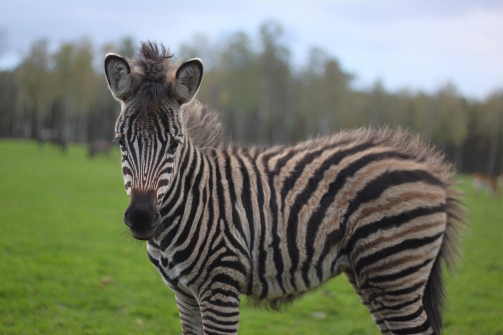 Monde Sauvage Safari Parc