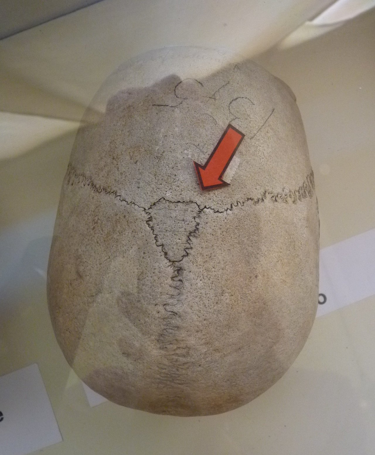 Museo di Antropologia