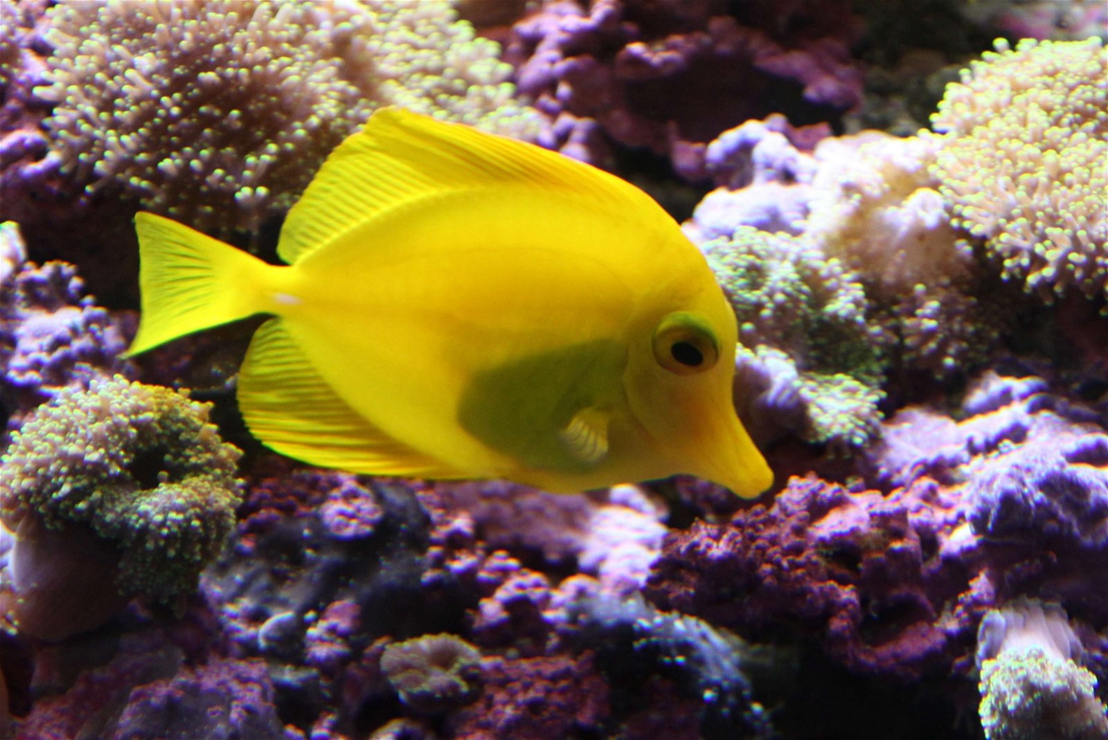 Aquarium de la Porte Dorée