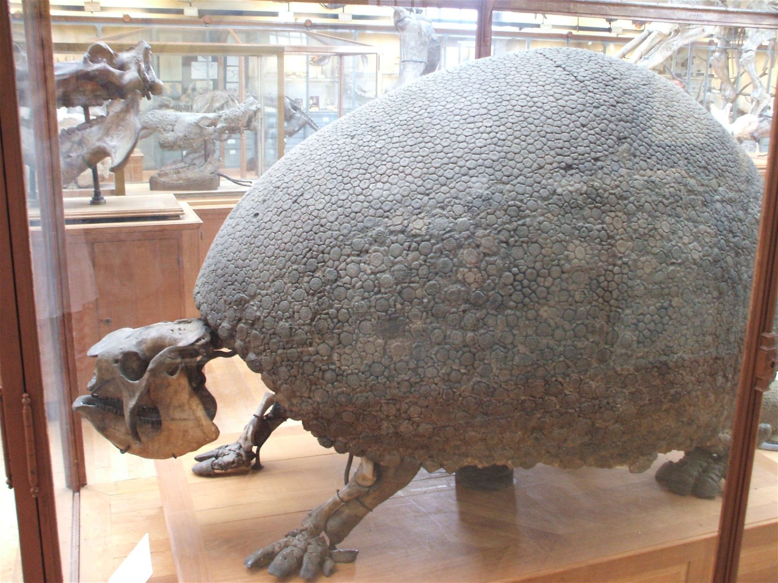 Gallery of Paleontology and Comparative Anatomy