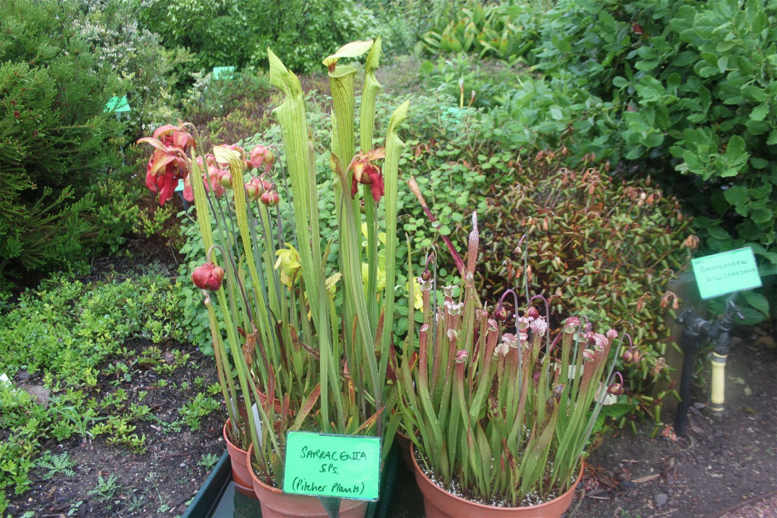 University of Bristol Botanic Garden