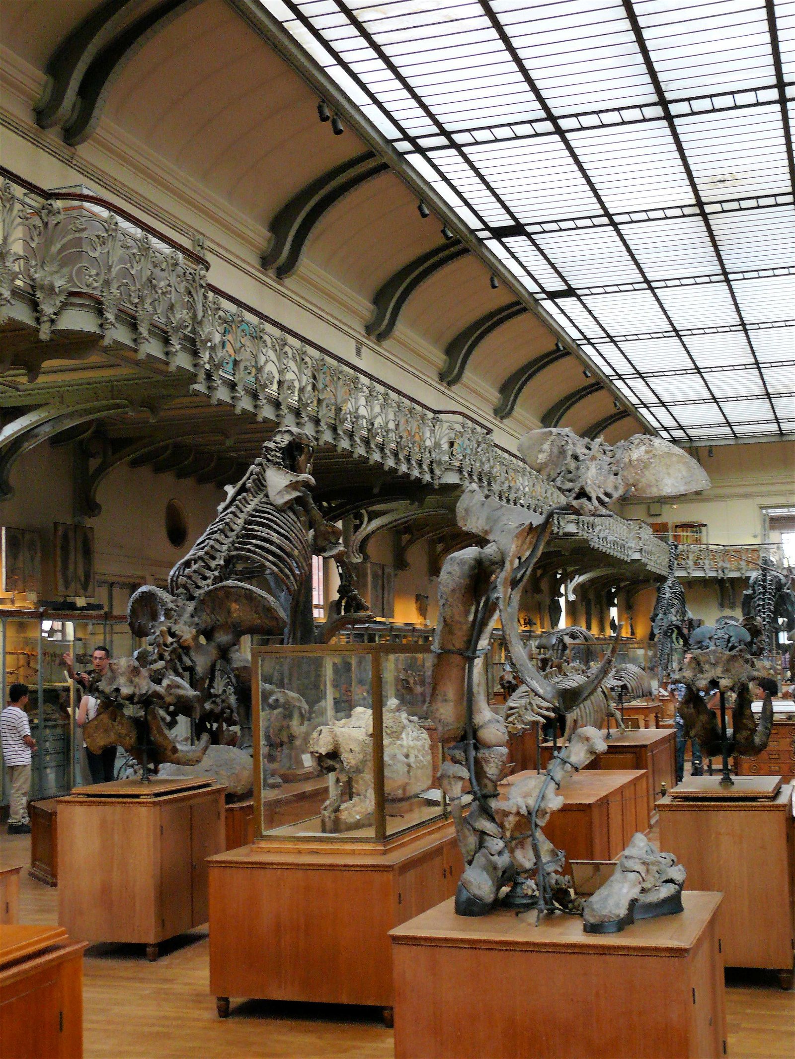 Gallery of Paleontology and Comparative Anatomy