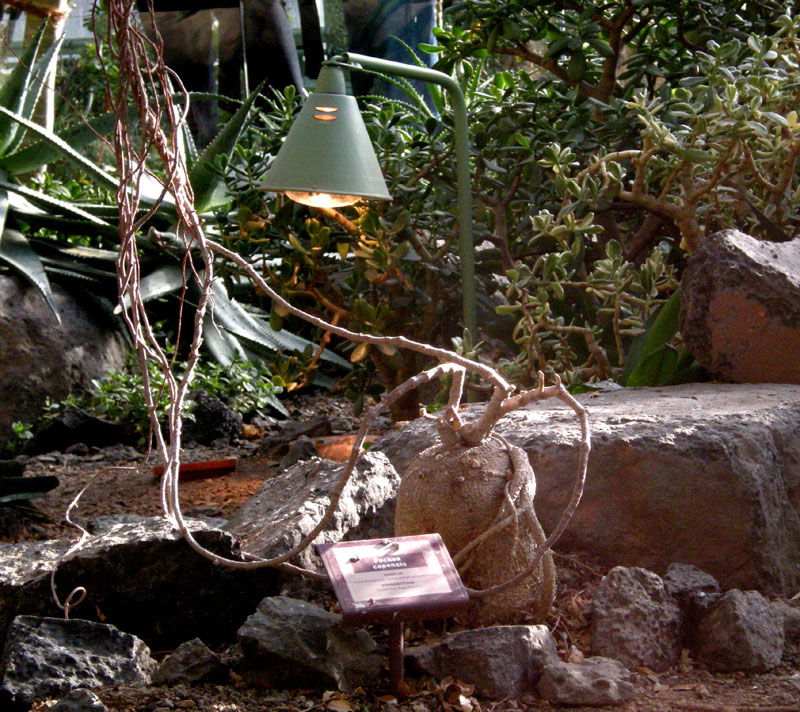 Schönbrunn Desert House