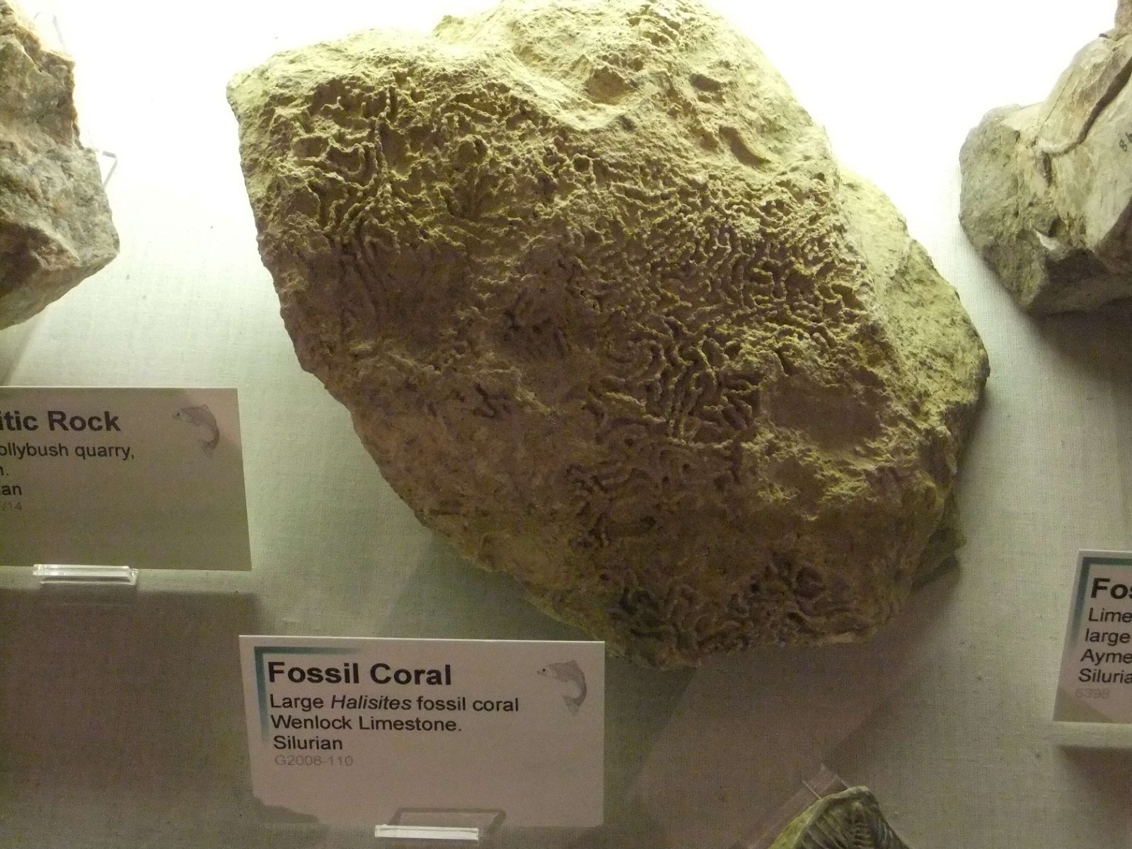 Hereford Museum and Art Gallery