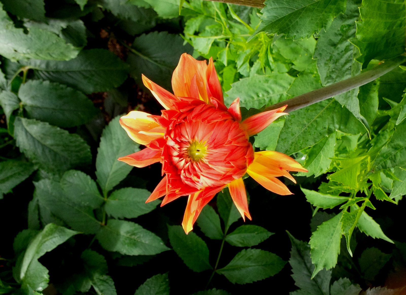 Birmingham Botanical Gardens and Glasshouses