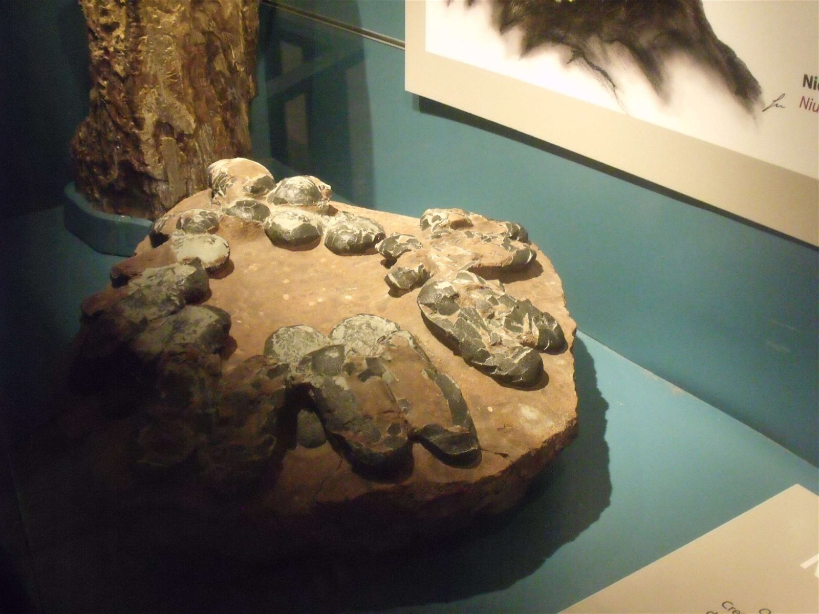 Museo de Ciencias Naturales