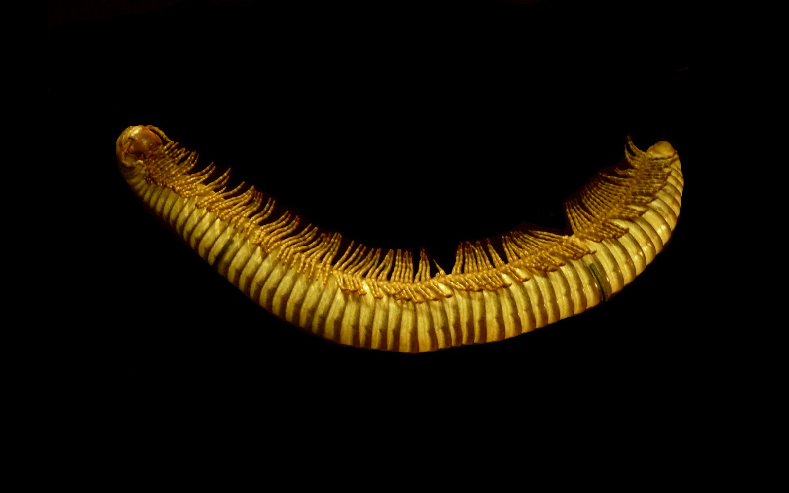 Grande Galerie de l'Evolution