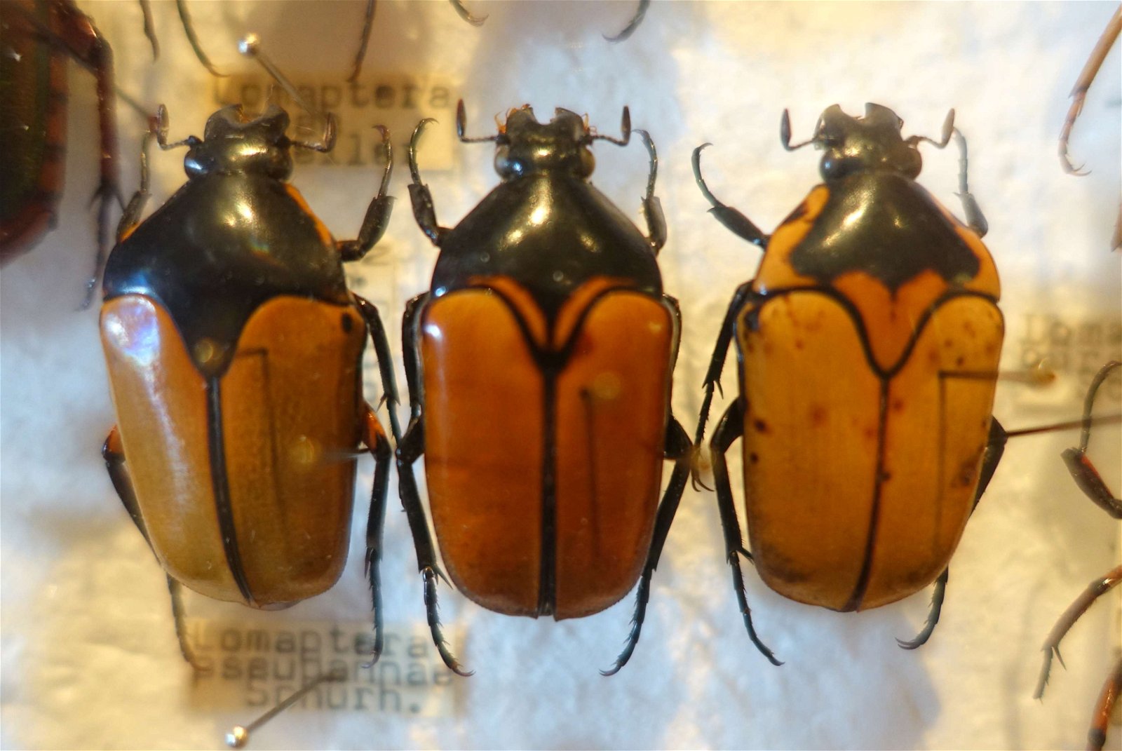 Swedish Museum of Natural History