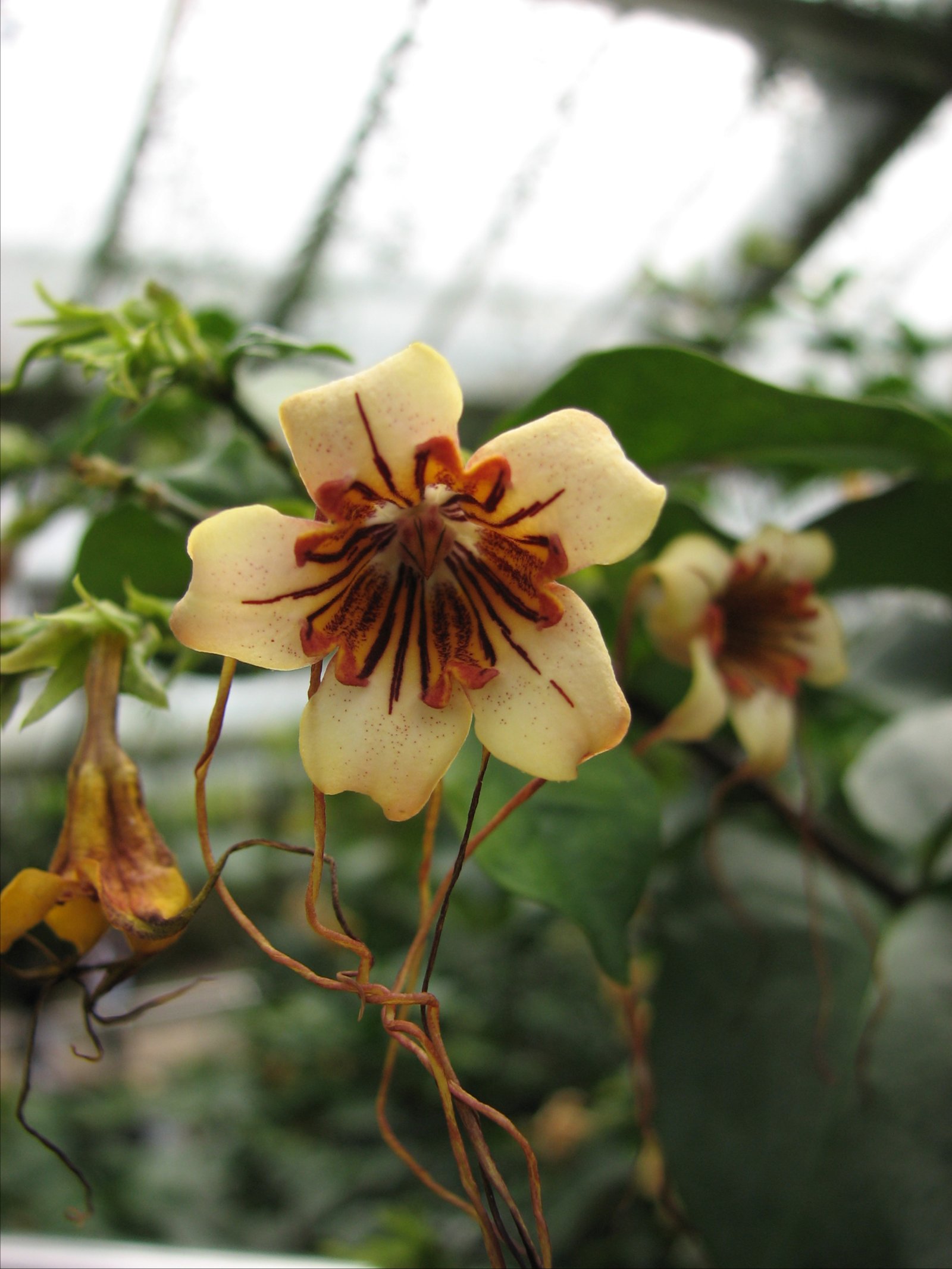 Royal Botanic Gardens, Kew