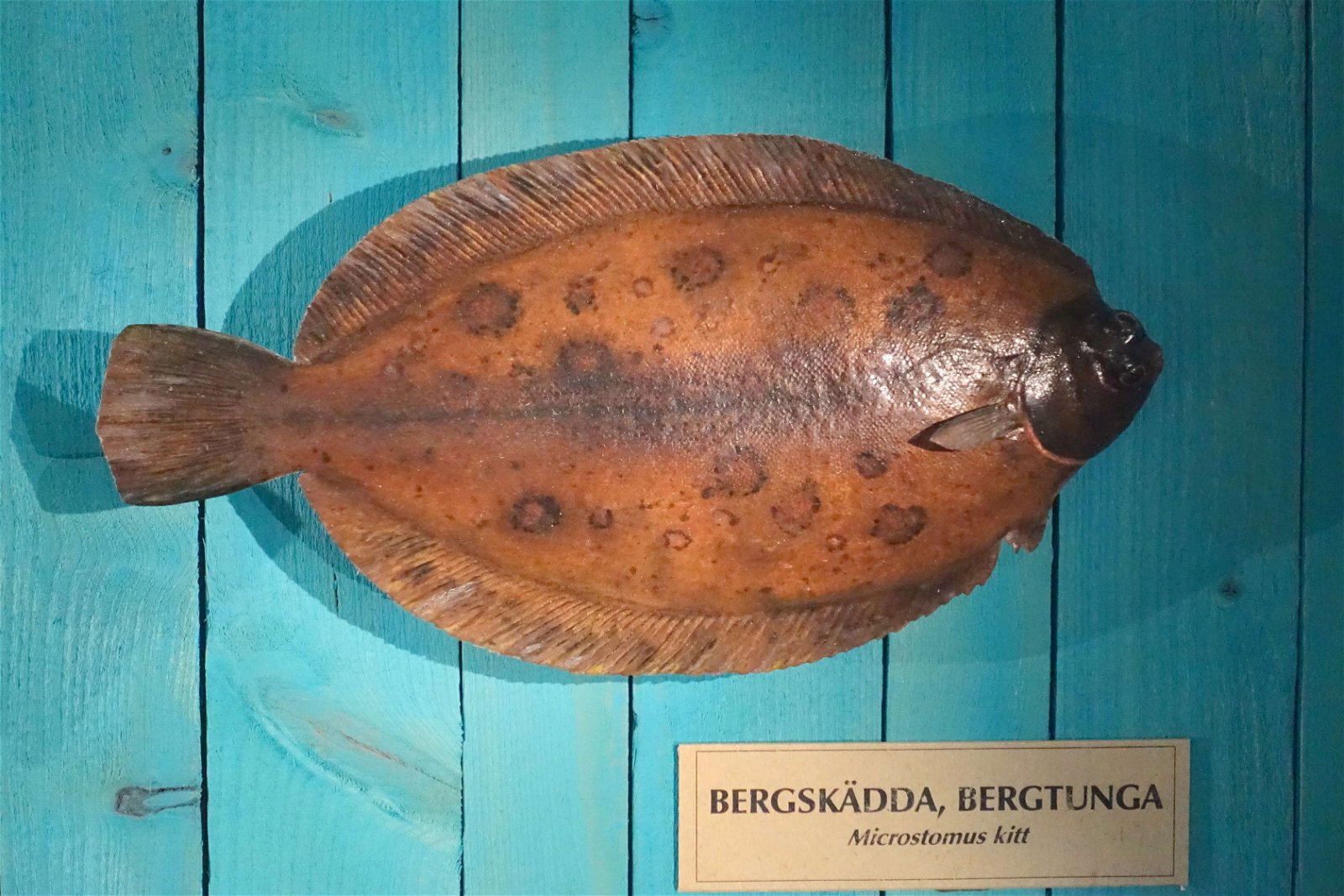 Swedish Museum of Natural History